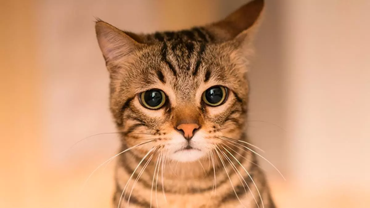 Foto de perfil Vicente